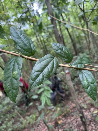 Tiliacora triandra