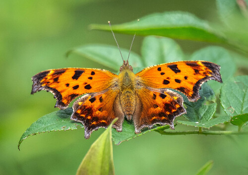 Eastern Comma