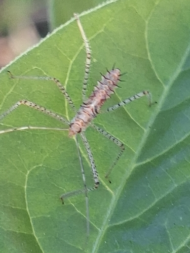 Leafhopper Assassin Bug