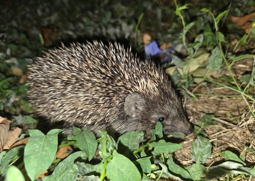 Northern White-breasted Hedgehog