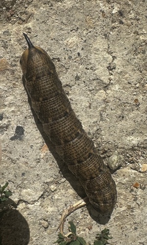 Convolvulus Hawkmoth