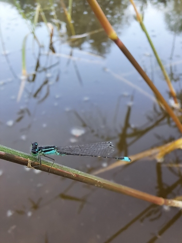 Blue-tailed Damselfly