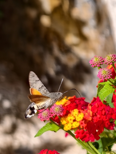 Eurasian Hummingbird Hawkmoth