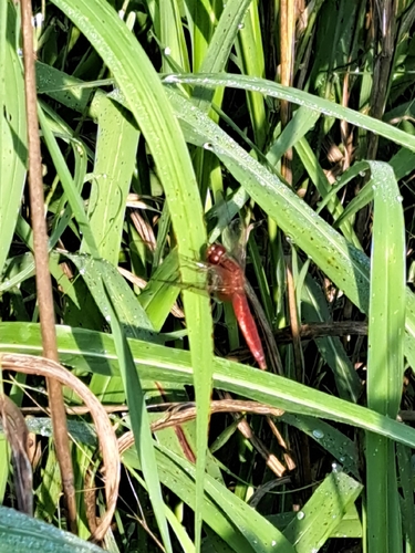Broad Scarlet