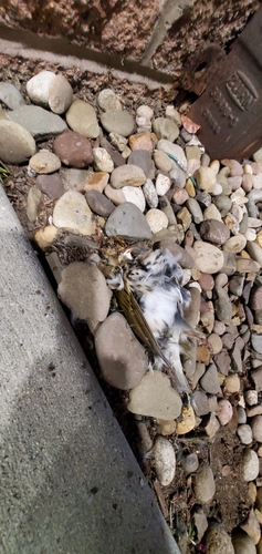 Ovenbird