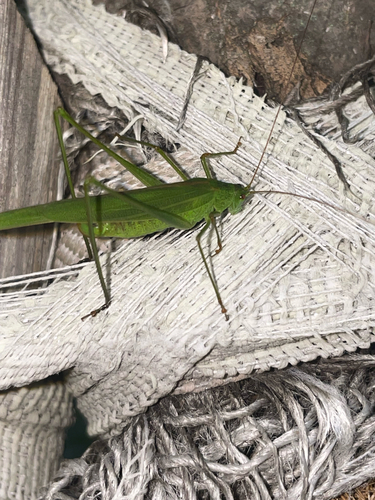 Sickle-bearing Bush-cricket