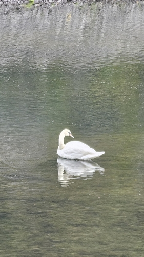 Mute Swan
