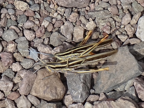 Texas Mermiria