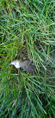 Red-eyed Vireo