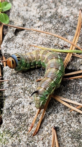 Pine Hawkmoth