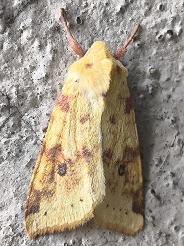 The Sallow