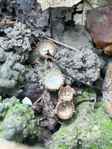 fluted bird's nest fungus