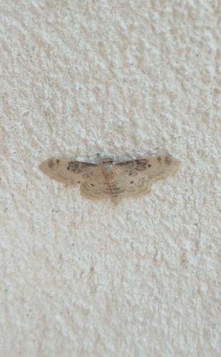 Idaea filicata