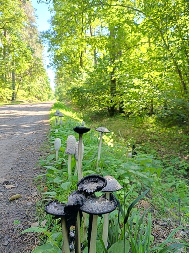 Shaggy Mane