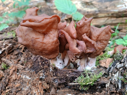 Saddle-shaped False Morel