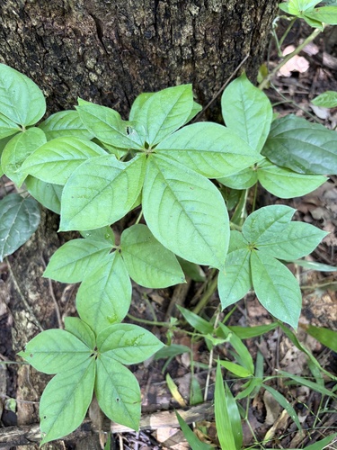 Fiveleaf Yam