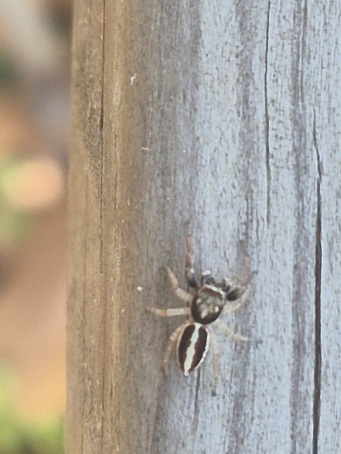 Striking Jumping Spiders