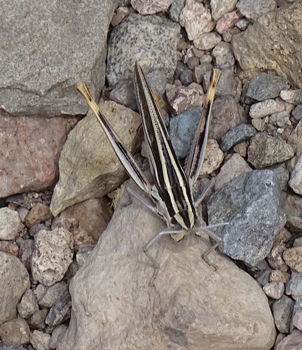 Texas Mermiria