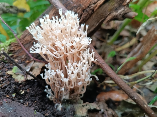 crown-tipped coral fungus