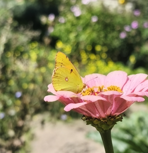 Clouded Yellow