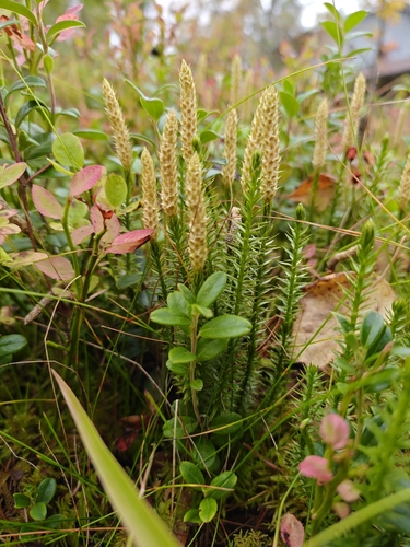 interrupted clubmoss