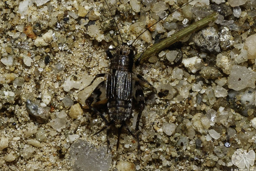 Dianemobius fascipes nigrofasciatus