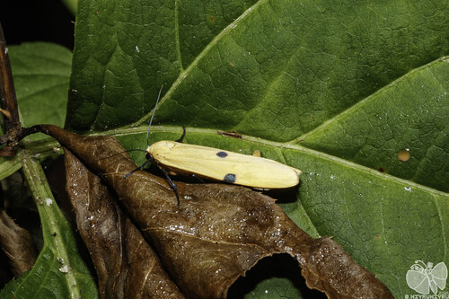 Four-spotted Footman