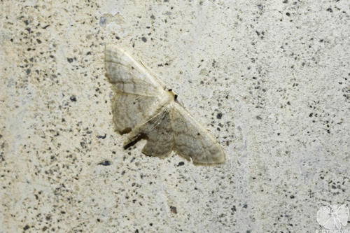 Small Fan-footed Wave