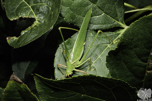 Sinochlora longifissa