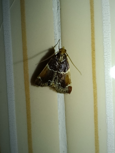 Meal moth