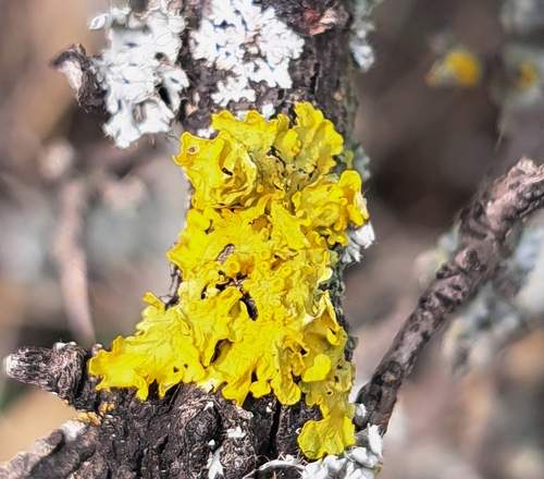 Common Sunburst Lichen