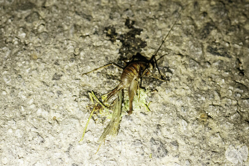 Tachycines coreanus
