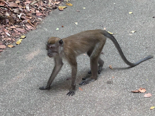 Long-tailed Macaque