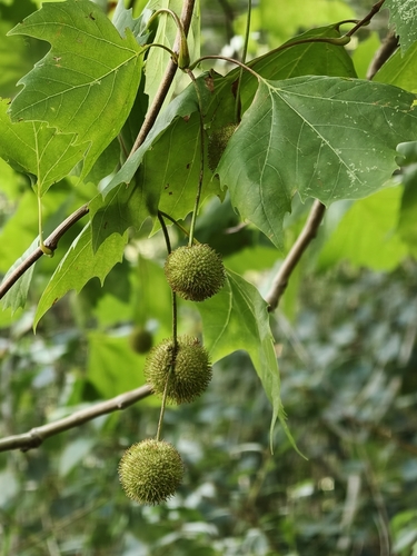 Oriental Plane