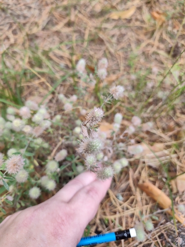 rabbitfoot clover
