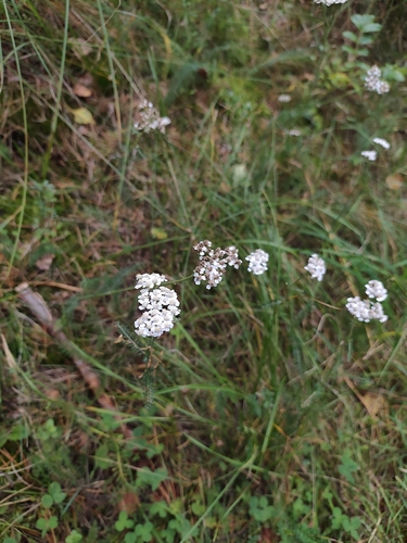 common yarrow