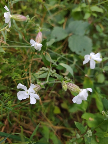 white campion