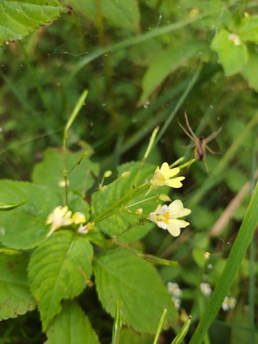 small balsam