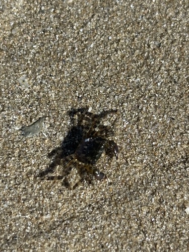Marbled Crab