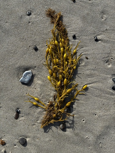 Knotted Wrack