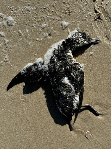 Common Murre