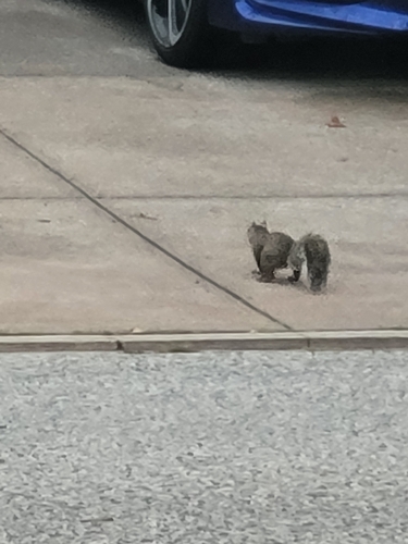 Eastern Gray Squirrel