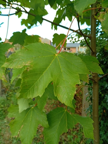 sycamore maple