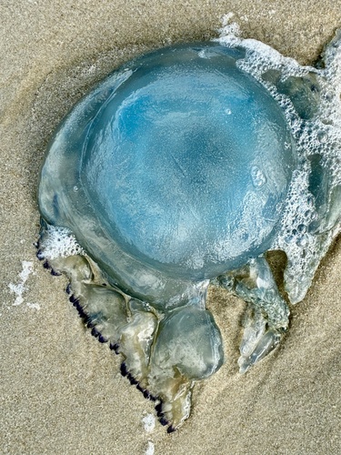 Dustbin-lid Jelly
