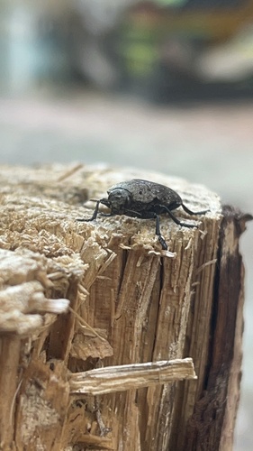 Capnodis tenebricosa