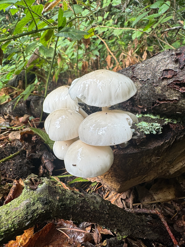 porcelain mushroom