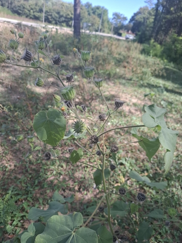 velvetleaf