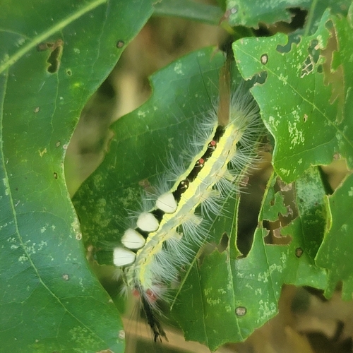 White-marked Tussock Moth