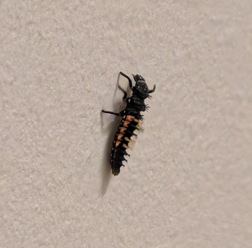 Asian Lady Beetle