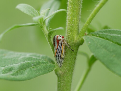 Oak Treehopper